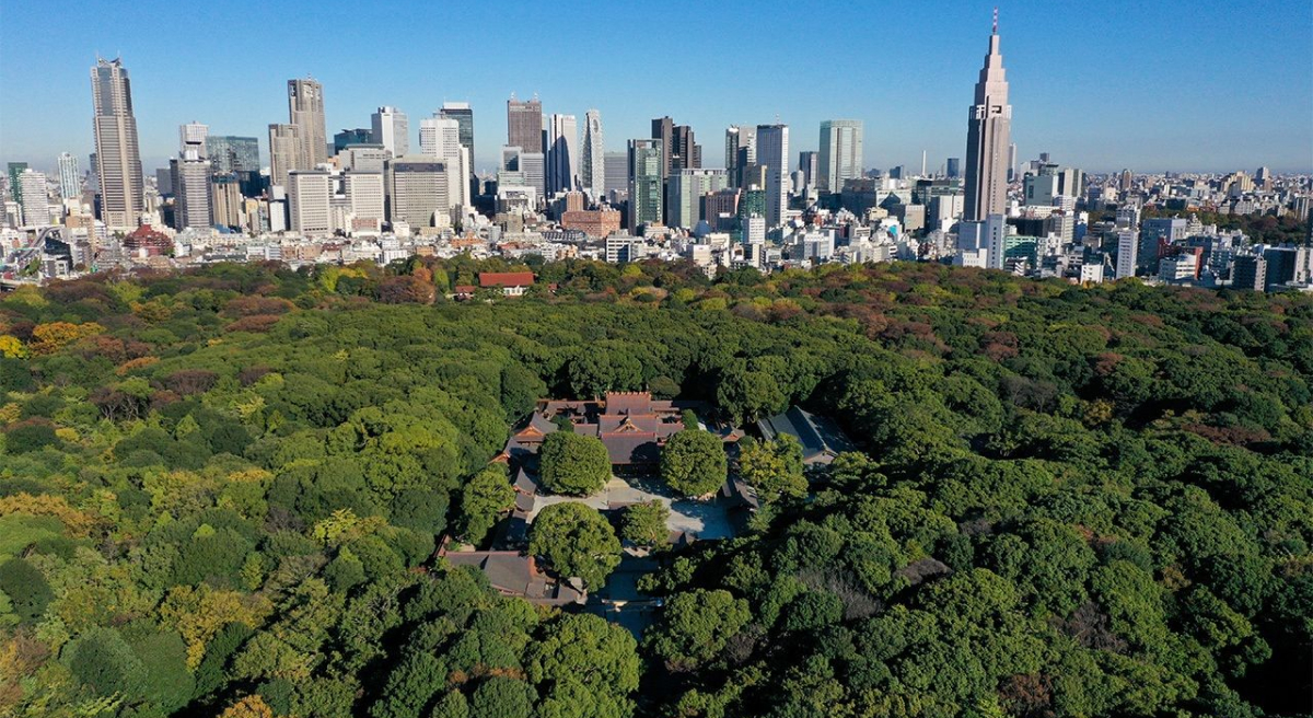 Rừng thiêng Chinju no Mori bao quanh đền Meiji, Tokyo.